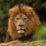 Imagem da experiência Meia-entrada para brasileiros nos atrativos do Zoo São Paulo